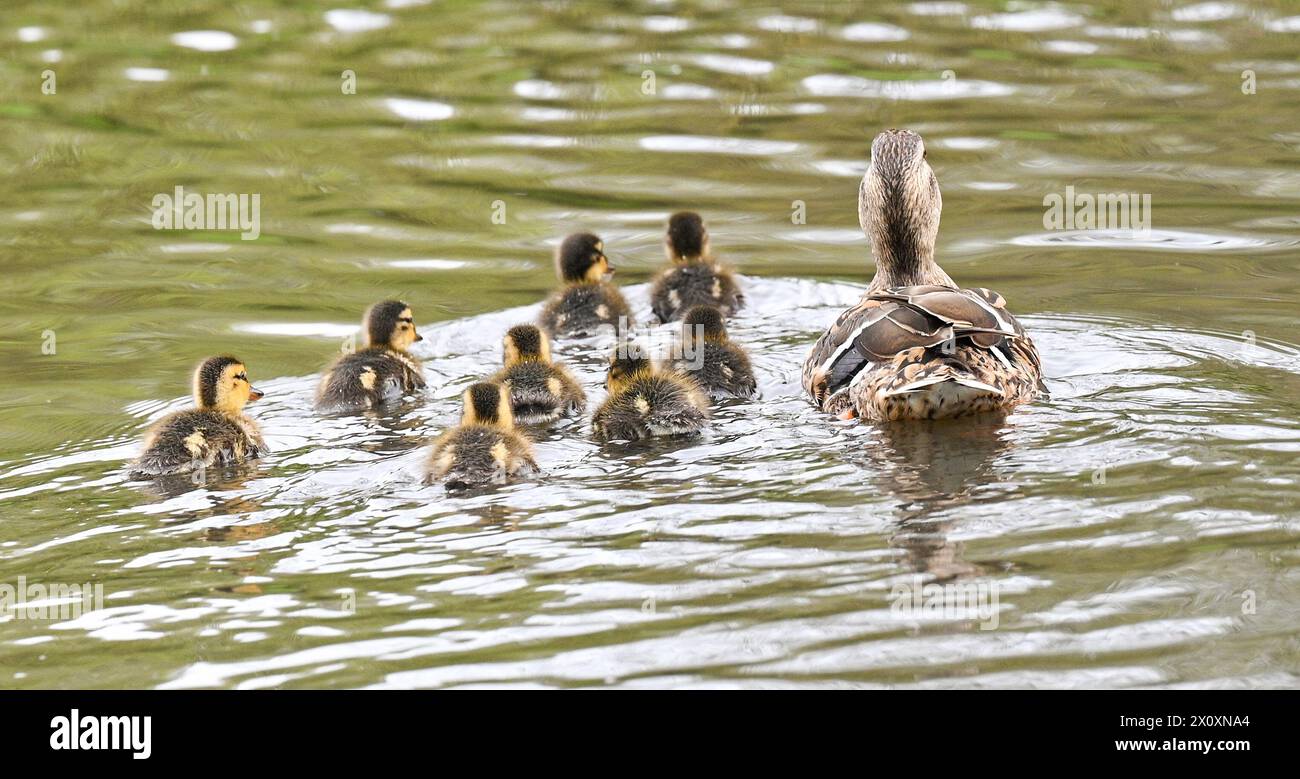 Brighton Regno Unito 14 aprile 2024 - Una femmina di anatra Mallard tiene d'occhio le sue anatre mentre si avventurano nello stagno di Queens Park a Brighton: Credit Simon Dack / Alamy Live News Foto Stock