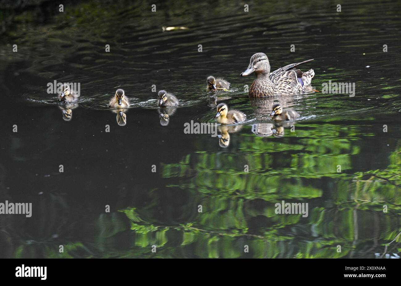 Brighton Regno Unito 14 aprile 2024 - Una femmina di anatra Mallard tiene d'occhio le sue anatre mentre si avventurano nello stagno di Queens Park a Brighton: Credit Simon Dack / Alamy Live News Foto Stock