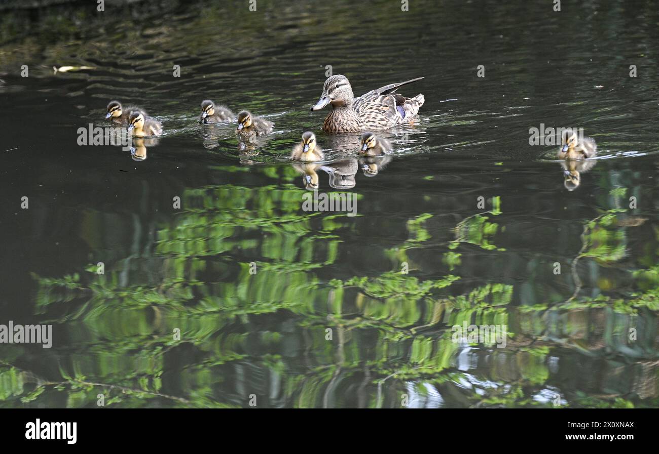 Brighton Regno Unito 14 aprile 2024 - Una femmina di anatra Mallard tiene d'occhio le sue anatre mentre si avventurano nello stagno di Queens Park a Brighton: Credit Simon Dack / Alamy Live News Foto Stock