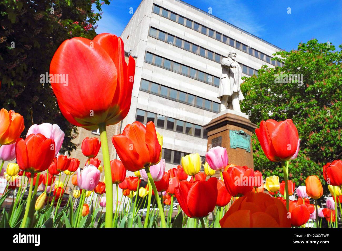 Tulpenpracht in Mitte an der Koepenicker Strasse *** Tulip splendore in Mitte su Koepenicker Strasse Foto Stock