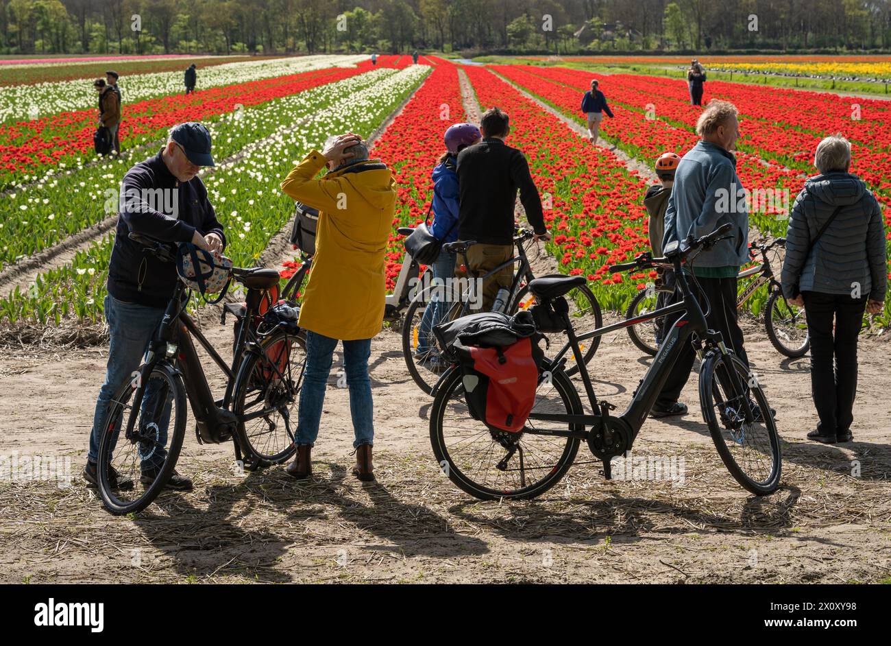 Lisse, Paesi Bassi, 10.04.2024, turisti in bicicletta nei famosi campi di tulipani olandesi Foto Stock