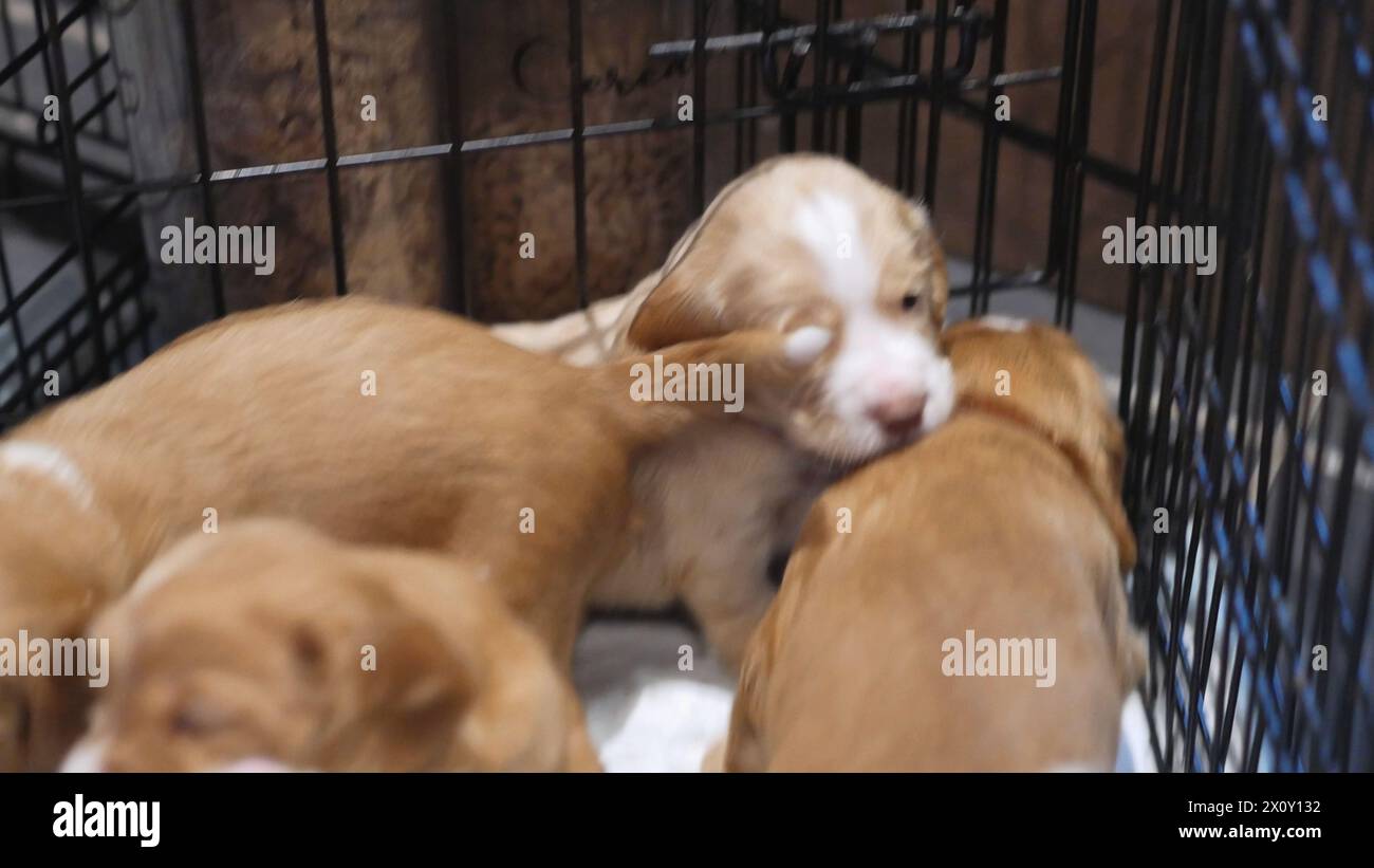 Family of Newborn Puppies, cute Baby Dogs, Red and White Spaniel Pups Foto Stock