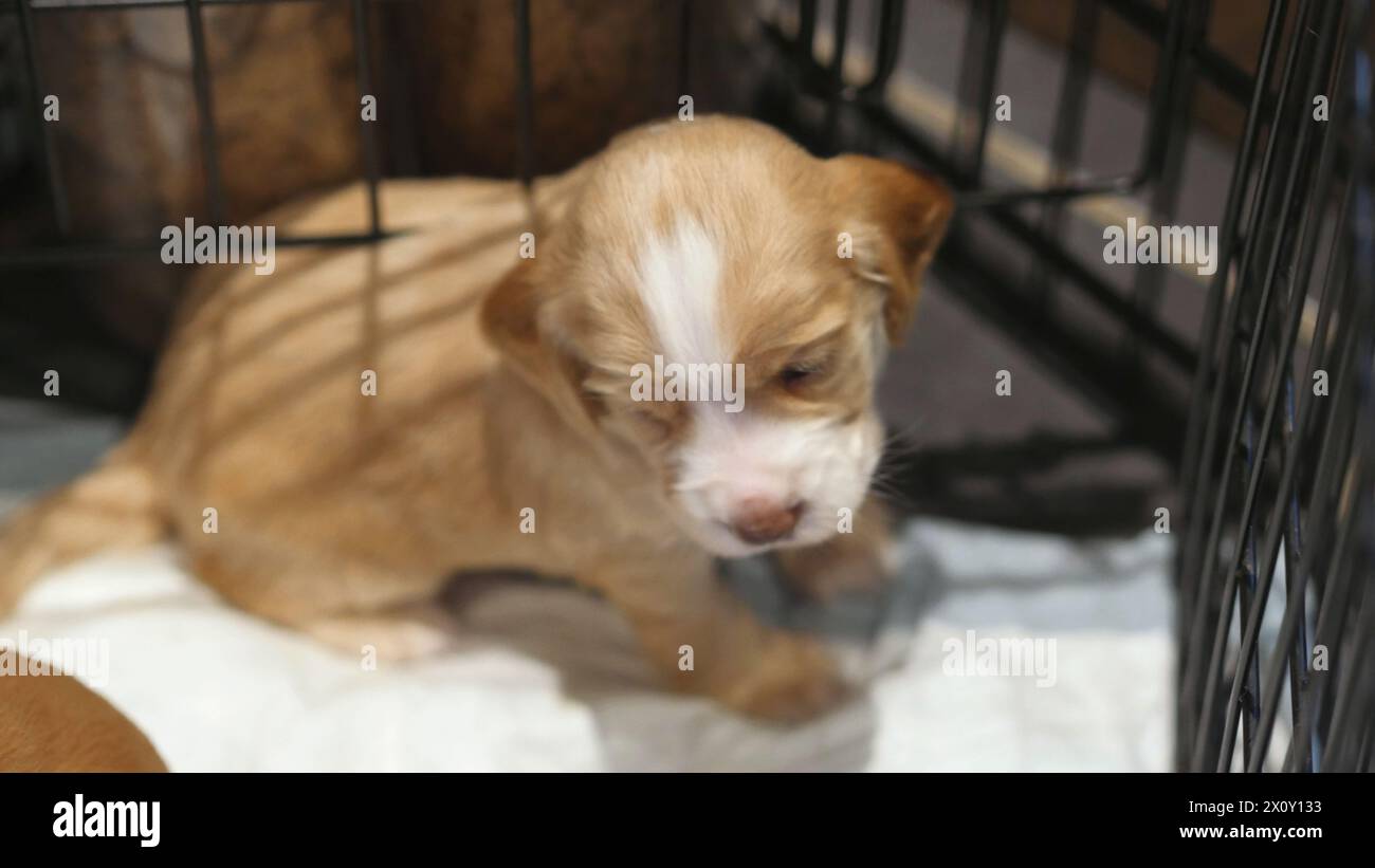 Family of Newborn Puppies, cute Baby Dogs, Red and White Spaniel Pups Foto Stock