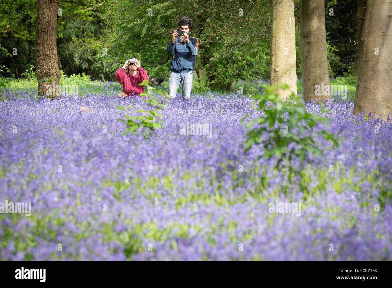 I visitatori di Wanstead Park, nel nord-est di Londra, potranno ammirare i primi Bluebells a Chalet Woods. Data foto: Domenica 14 aprile 2024. Foto Stock