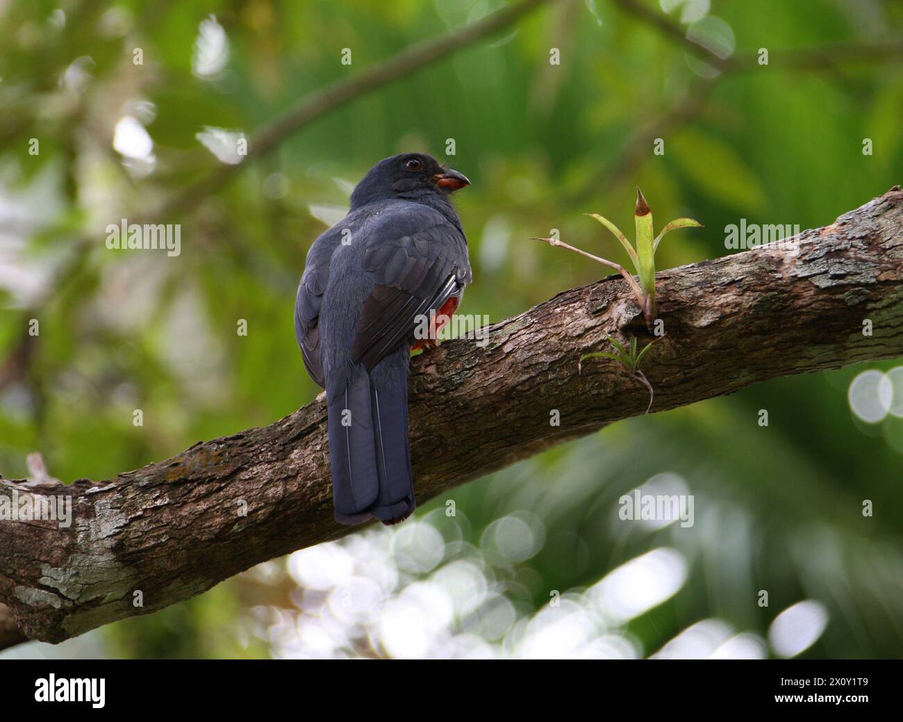 Trogon dalla coda latente, Trogon massena hoffmanni, Trogonidae, Trogoniformes. Tortuguero, Costa Rica. Foto Stock