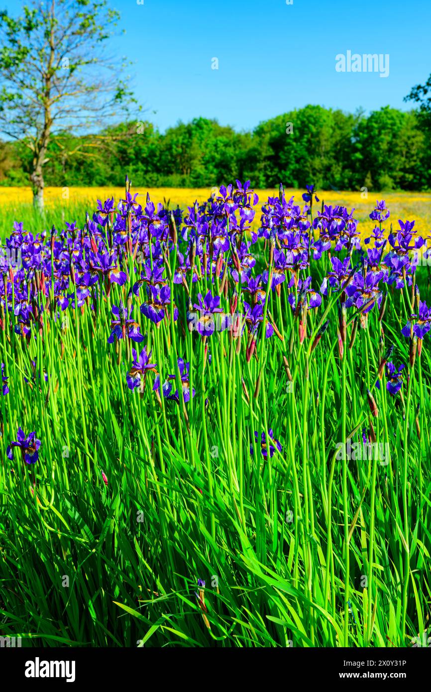 Iris blu che crescono intorno ad un laghetto ornamentale appena fuori Whitehaven Foto Stock