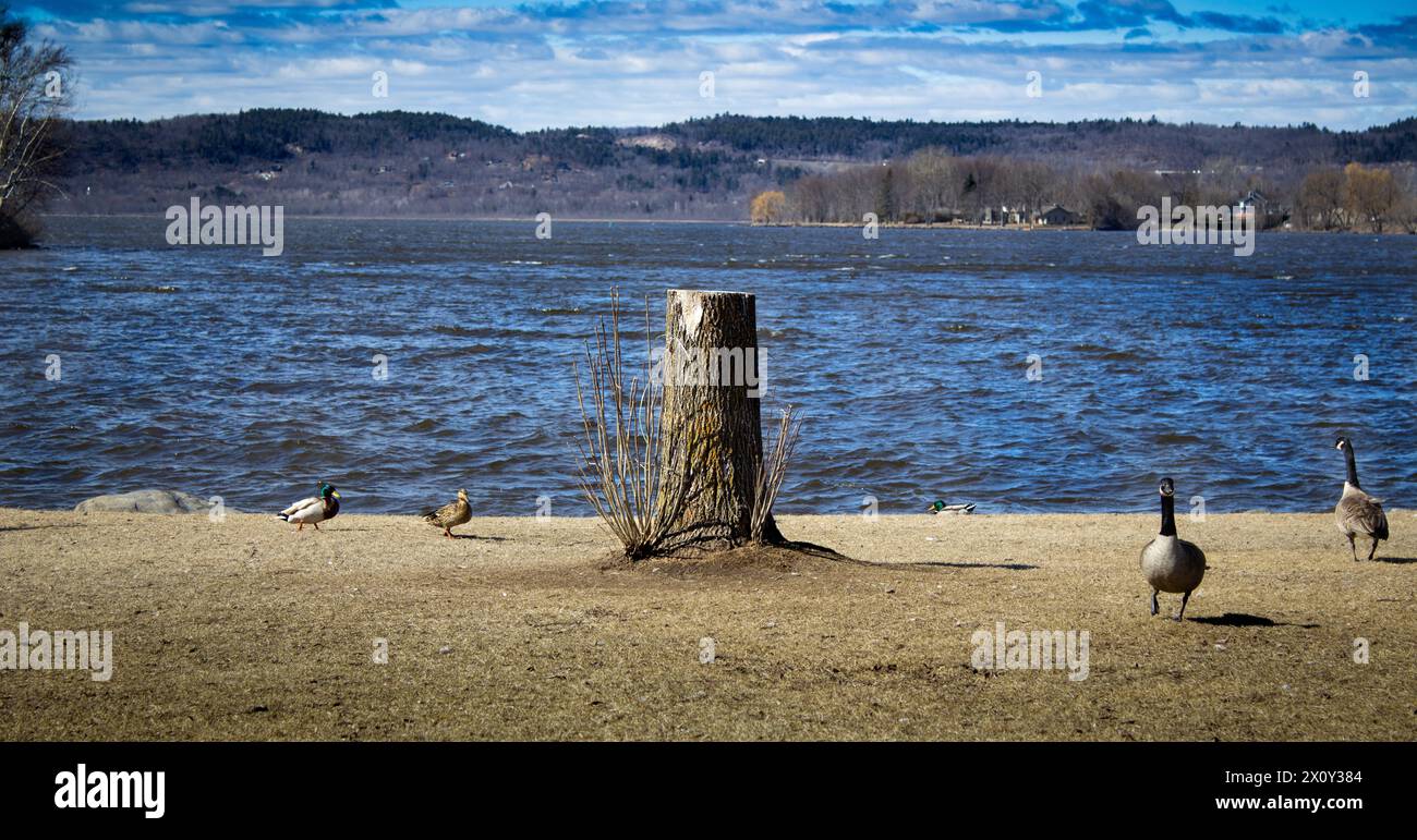 Tronco di alberi vicino al fiume circondato da oche canadesi. Foto Stock