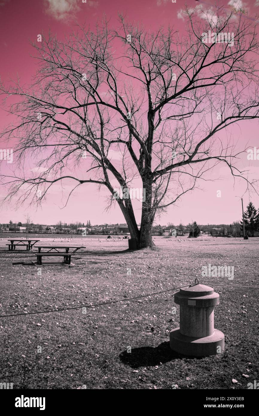 Albero vicino al fiume in rosa e grigio Foto Stock