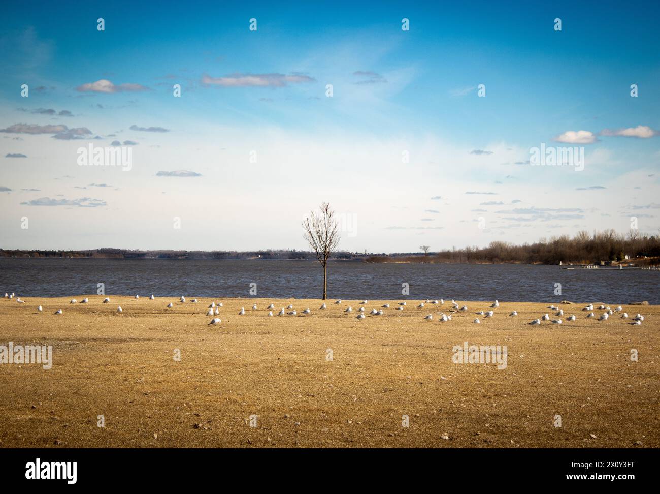 L'albero solitario sul fiume con i gabbiani Foto Stock