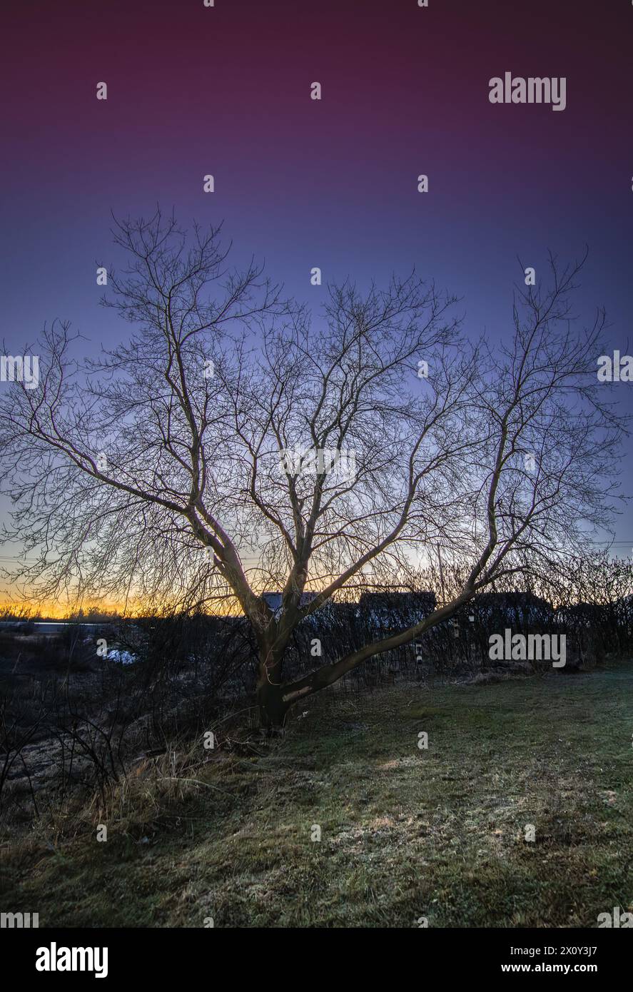 Albero sul retro durante l'alba, Foto Stock