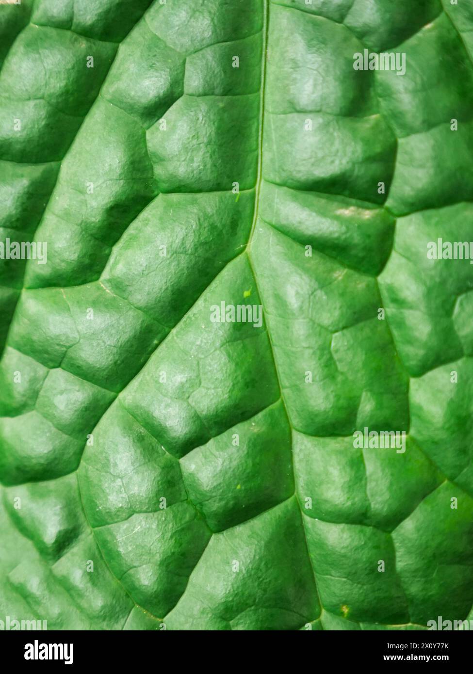 Un bel primo piano di una foglia verde esotica nel mezzo della giungla. Immagine di sfondo per un'opera a tema naturale Foto Stock