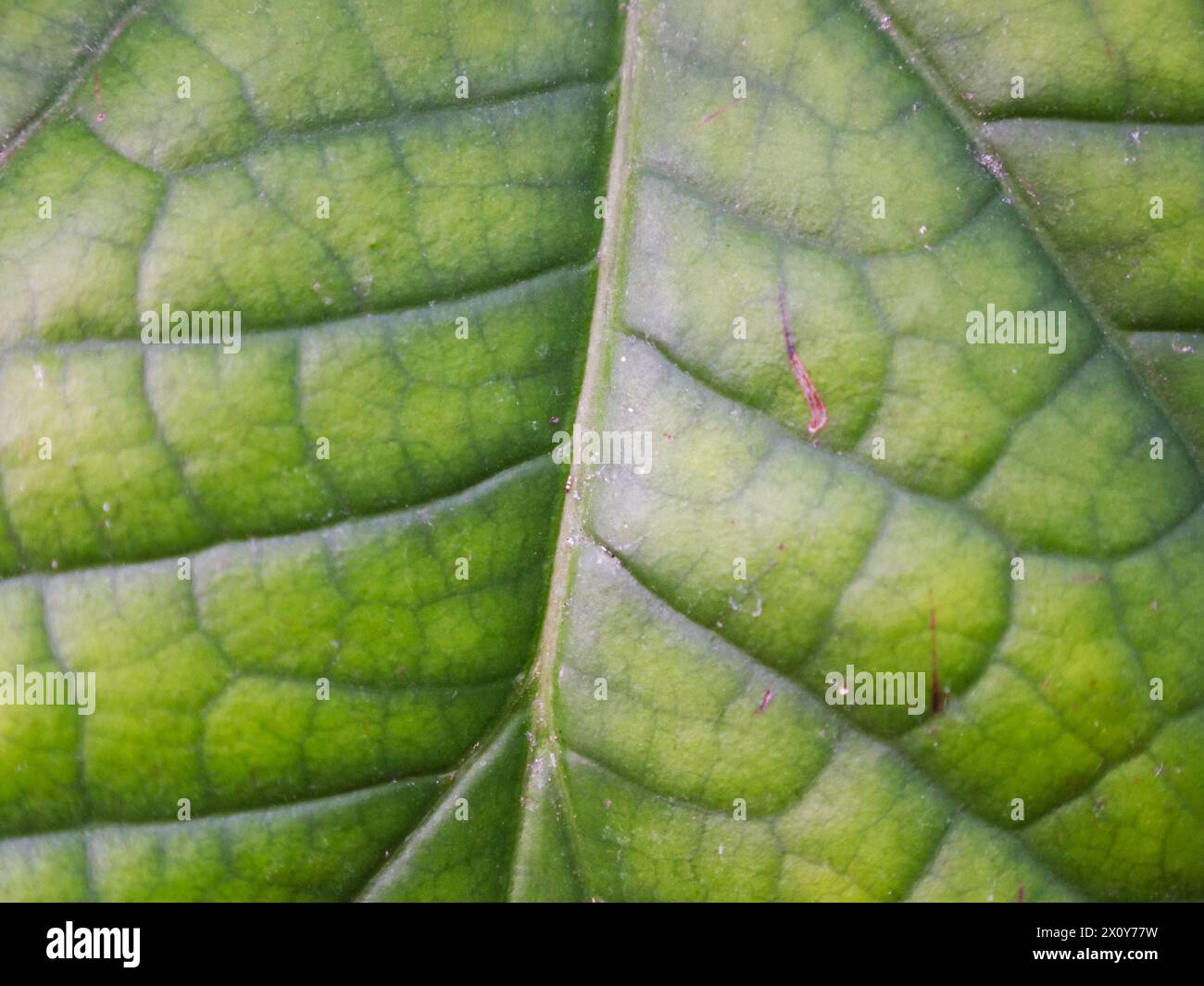 Un bel primo piano di una foglia verde esotica nel mezzo della giungla. Immagine di sfondo per un'opera a tema naturale Foto Stock