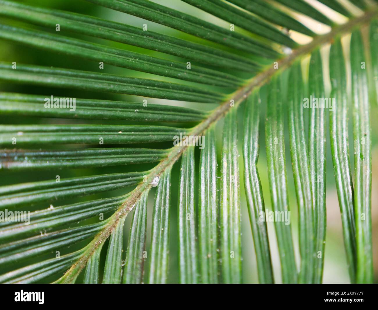 Un bel primo piano di una foglia verde esotica nel mezzo della giungla. Immagine di sfondo per un'opera a tema naturale Foto Stock