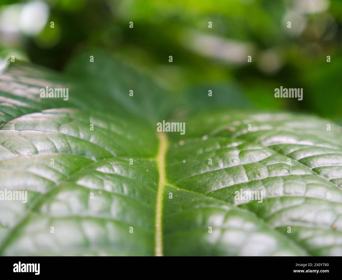 Un bel primo piano di una foglia verde esotica nel mezzo della giungla. Immagine di sfondo per un'opera a tema naturale Foto Stock