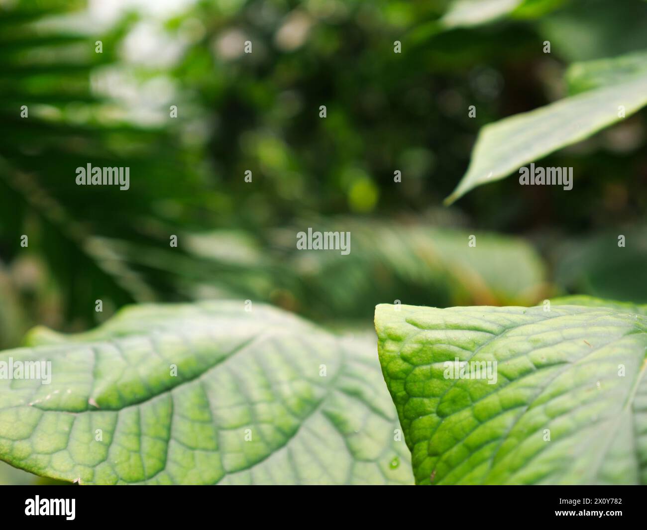 Un bel primo piano di una foglia verde esotica nel mezzo della giungla. Immagine di sfondo per un'opera a tema naturale Foto Stock