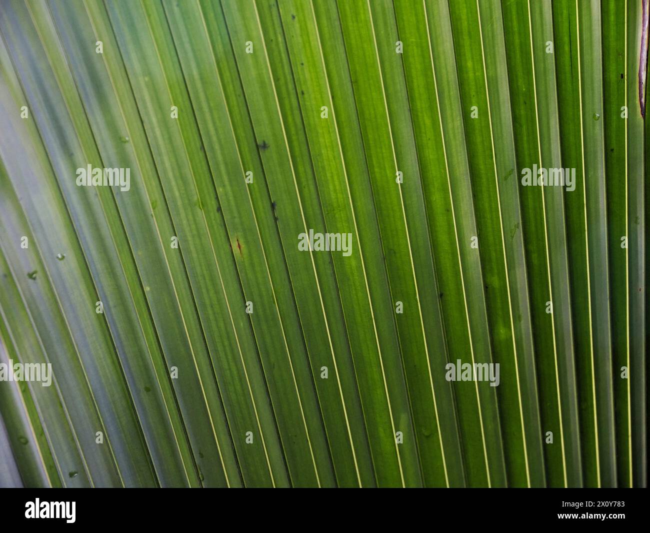 Un bel primo piano di una foglia verde esotica nel mezzo della giungla. Immagine di sfondo per un'opera a tema naturale Foto Stock