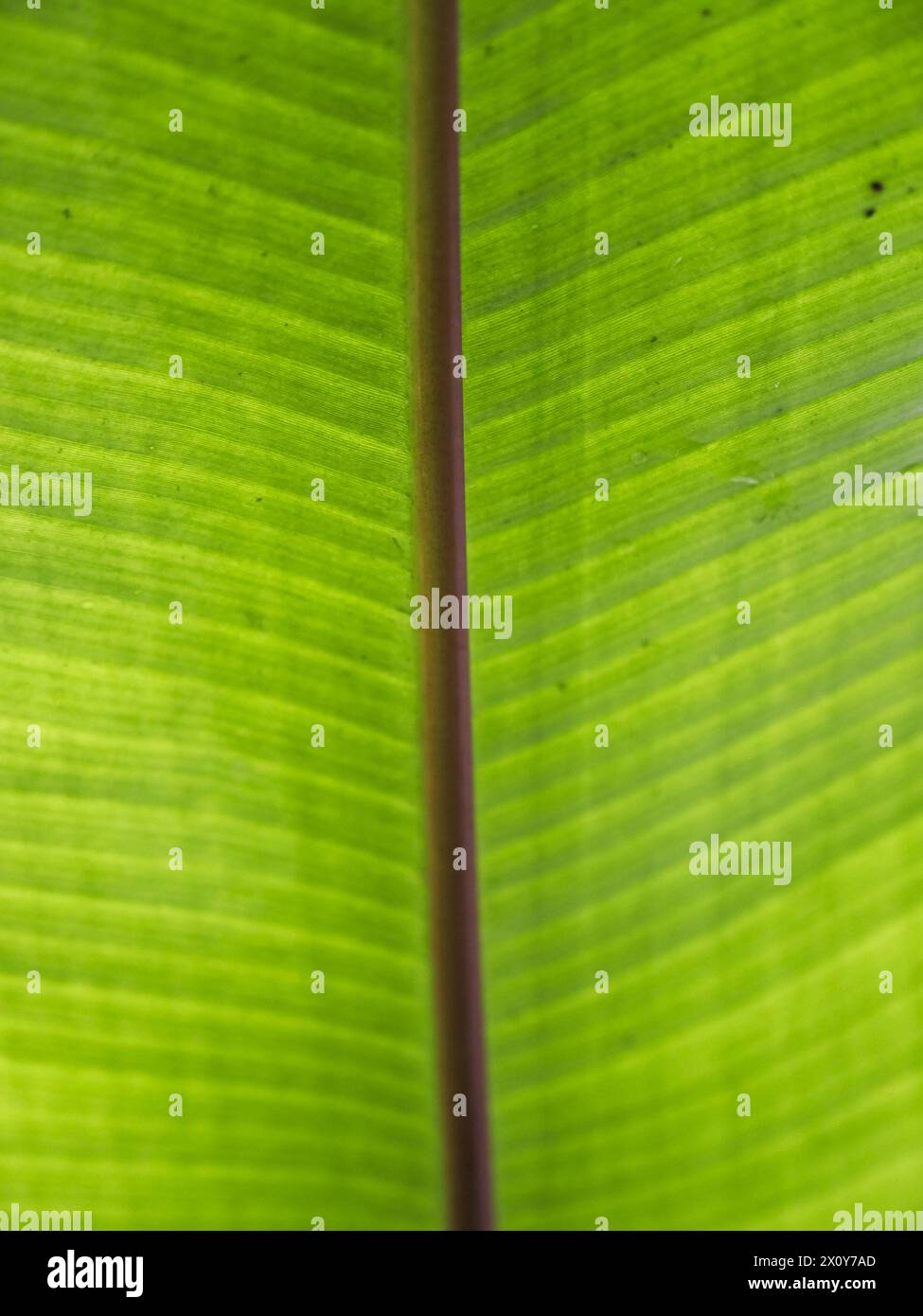 Un bel primo piano di una foglia verde esotica nel mezzo della giungla. Immagine di sfondo per un'opera a tema naturale Foto Stock