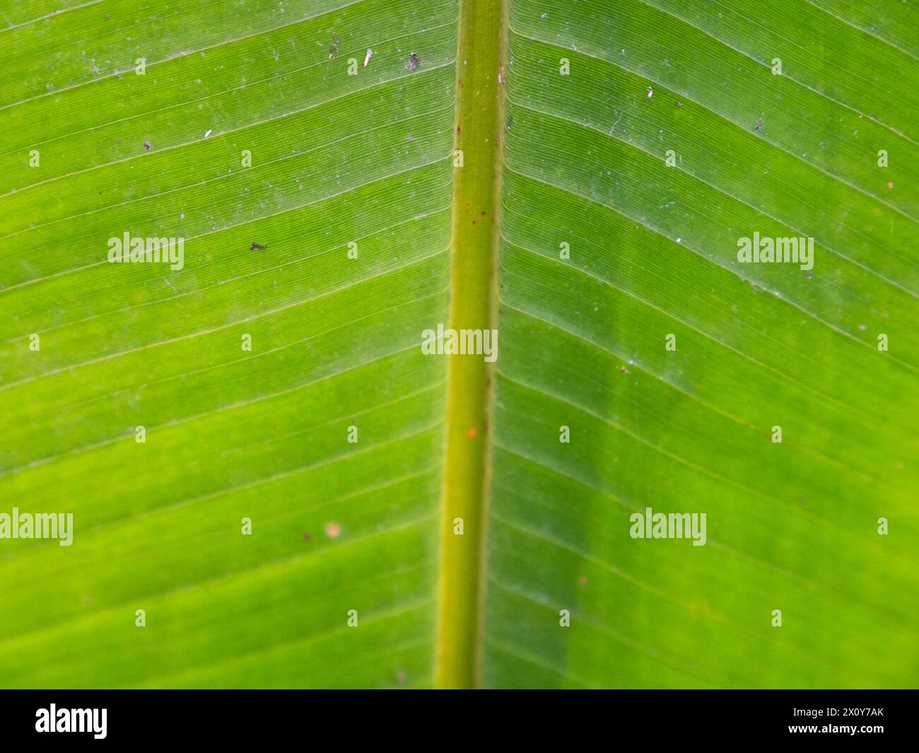 Un bel primo piano di una foglia verde esotica nel mezzo della giungla. Immagine di sfondo per un'opera a tema naturale Foto Stock