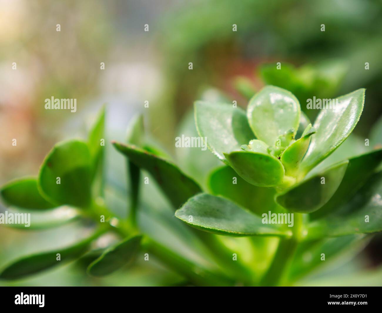 Un bel primo piano di una foglia verde esotica nel mezzo della giungla. Immagine di sfondo per un'opera a tema naturale Foto Stock