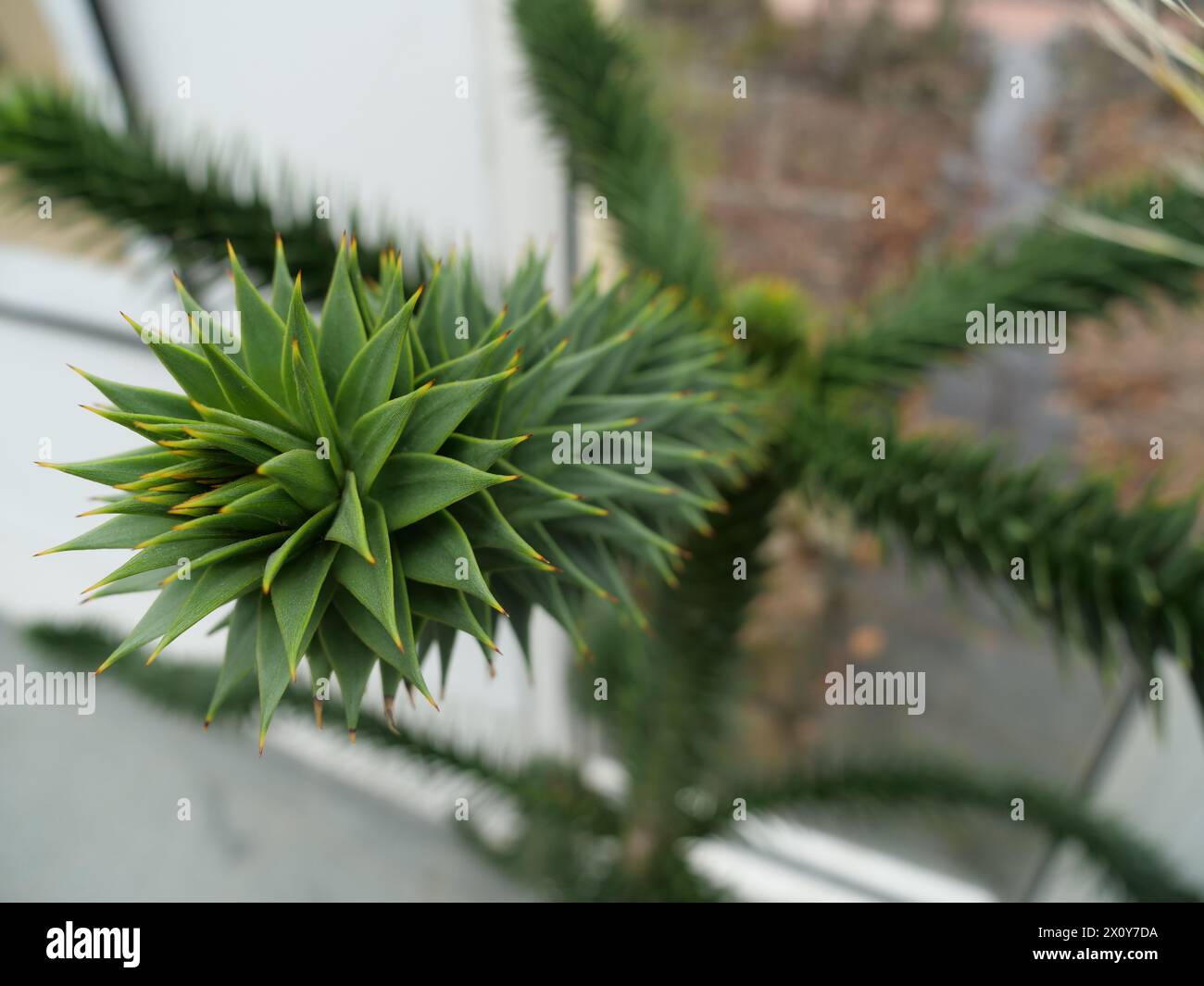 Un bel primo piano di una foglia verde esotica nel mezzo della giungla. Immagine di sfondo per un'opera a tema naturale Foto Stock