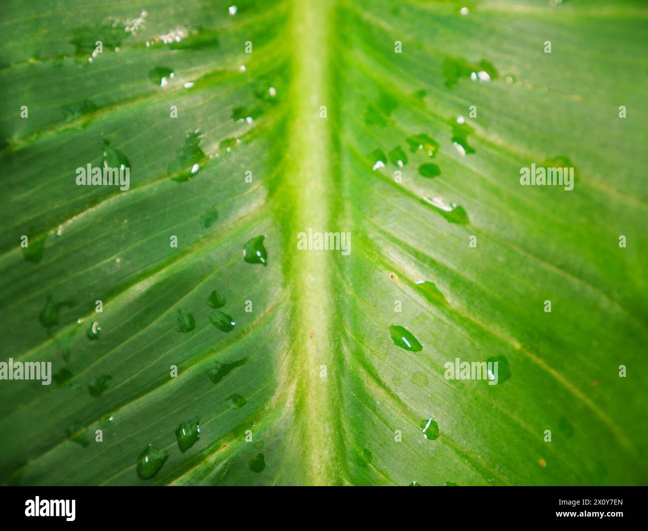 Un bel primo piano di una foglia verde esotica nel mezzo della giungla. Immagine di sfondo per un'opera a tema naturale Foto Stock