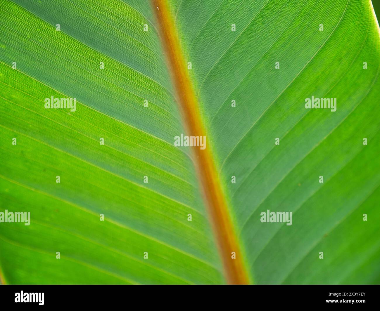 Un bel primo piano di una foglia verde esotica nel mezzo della giungla. Immagine di sfondo per un'opera a tema naturale Foto Stock