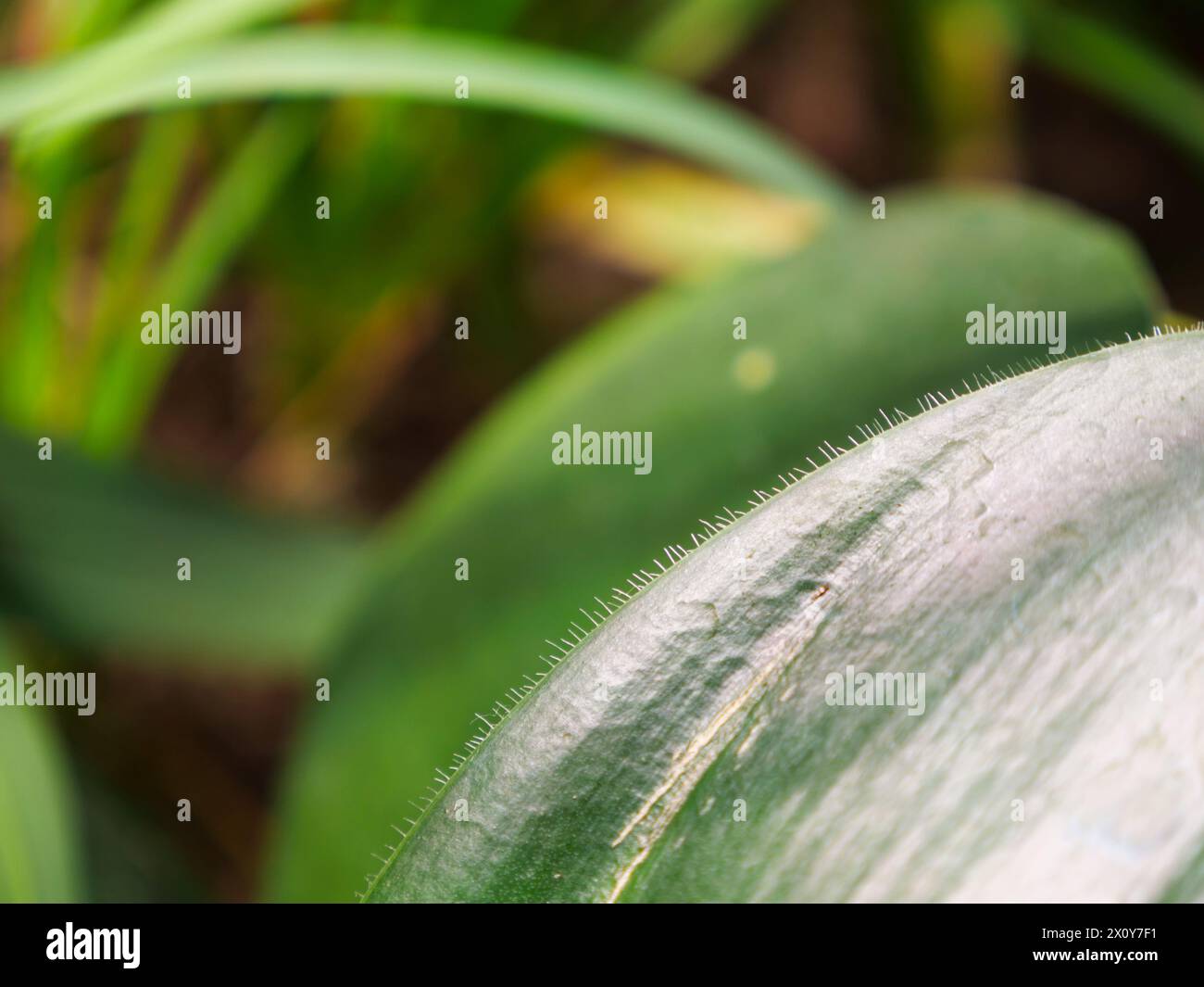 Un bel primo piano di una foglia verde esotica nel mezzo della giungla. Immagine di sfondo per un'opera a tema naturale Foto Stock