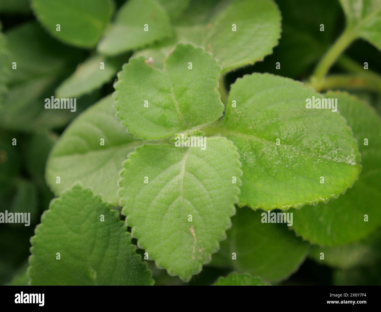 Un bel primo piano di una foglia verde esotica nel mezzo della giungla. Immagine di sfondo per un'opera a tema naturale Foto Stock