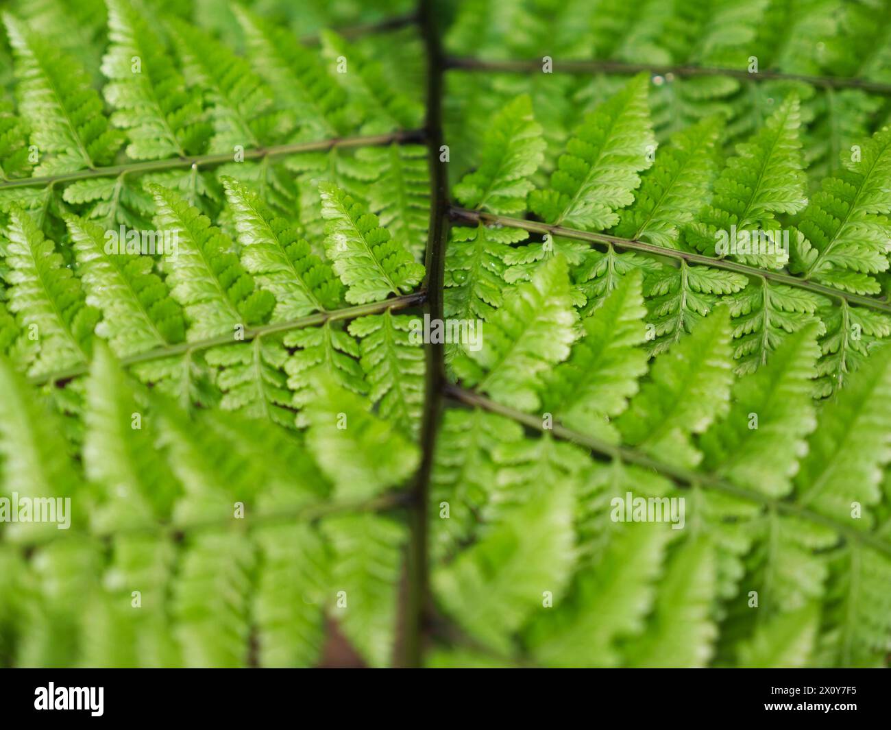 Un bel primo piano di una foglia verde esotica nel mezzo della giungla. Immagine di sfondo per un'opera a tema naturale Foto Stock
