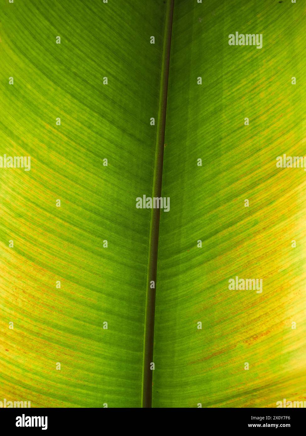 Un bel primo piano di una foglia verde esotica nel mezzo della giungla. Immagine di sfondo per un'opera a tema naturale Foto Stock