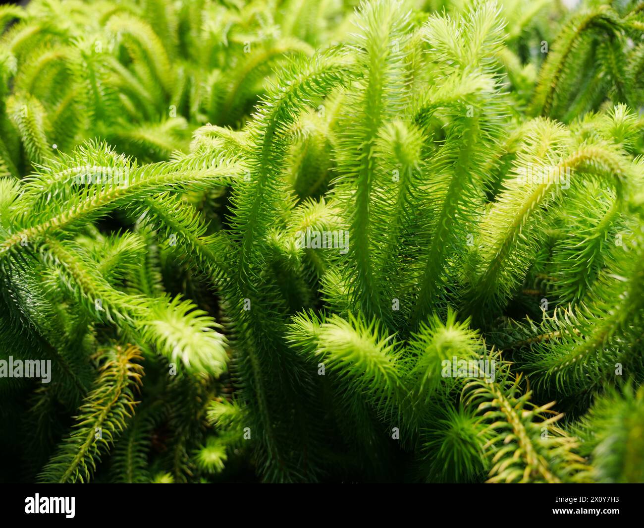 Un bel primo piano di una foglia verde esotica nel mezzo della giungla. Immagine di sfondo per un'opera a tema naturale Foto Stock