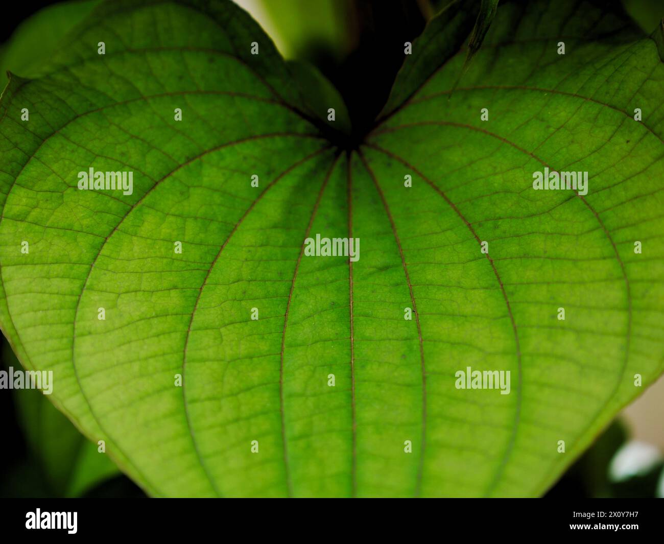 Un bel primo piano di una foglia verde esotica nel mezzo della giungla. Immagine di sfondo per un'opera a tema naturale Foto Stock