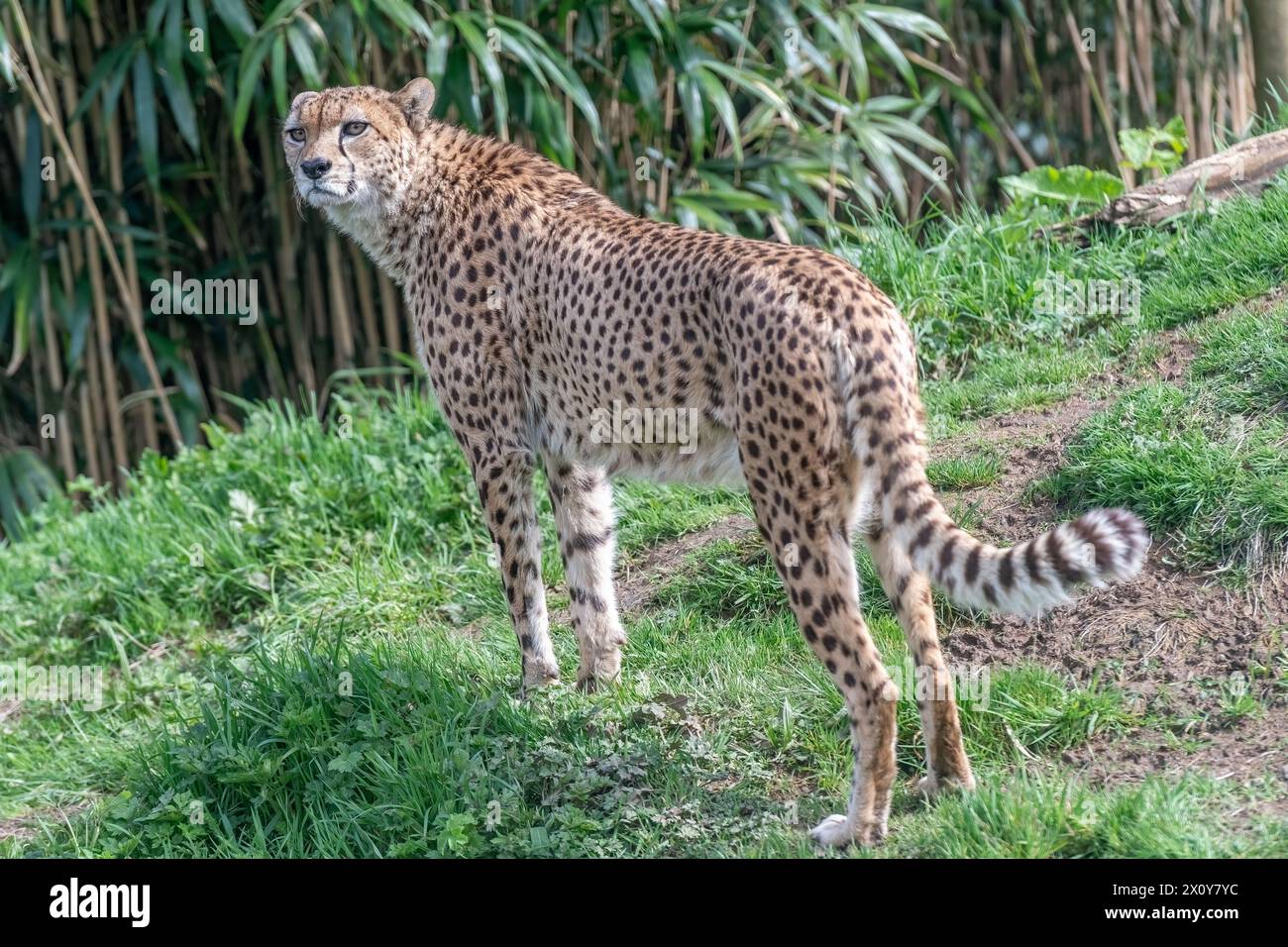 Cheetah in movimento Foto Stock