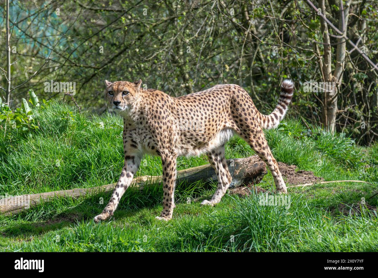 Cheetah in movimento Foto Stock