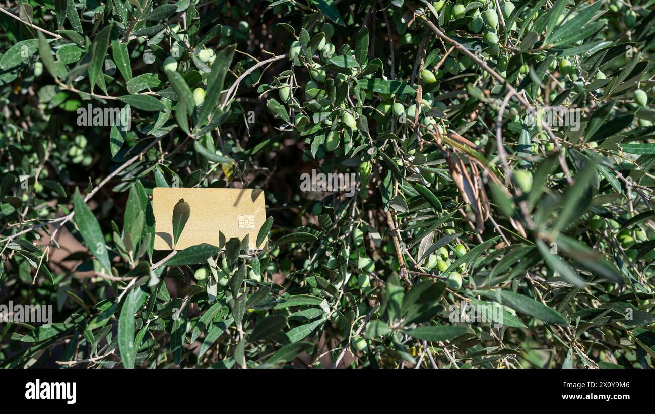 Carta di credito d'oro tra i rami di un olivo in Grecia. Un simbolo di un tipo di reddito di base nel Mediterraneo. Foto Stock