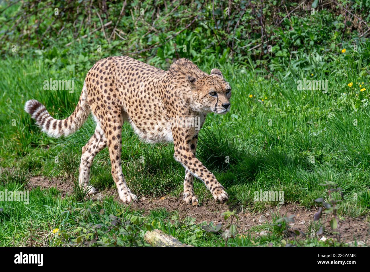 Cheetah in movimento Foto Stock