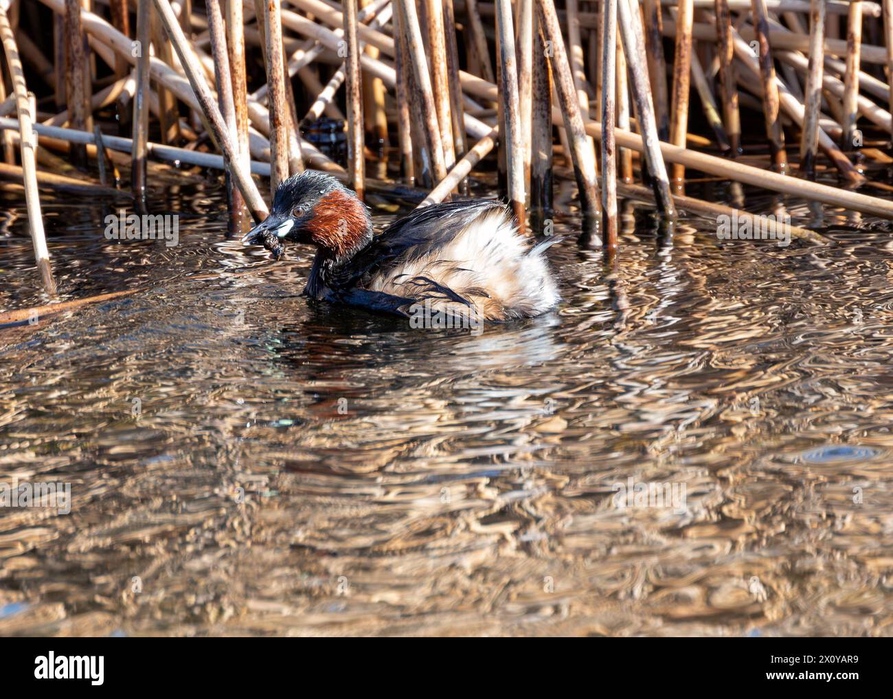 Piccolo dabchick con gola di castagno e guance, nuota su uno stagno di Dublino in un piumaggio di riproduzione. Foto Stock