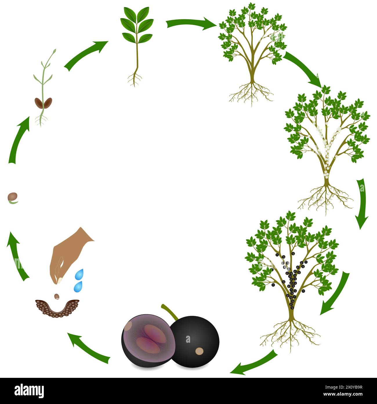 Ciclo di vita della jaboticaba pianta di uva brasiliana su sfondo bianco. Illustrazione Vettoriale