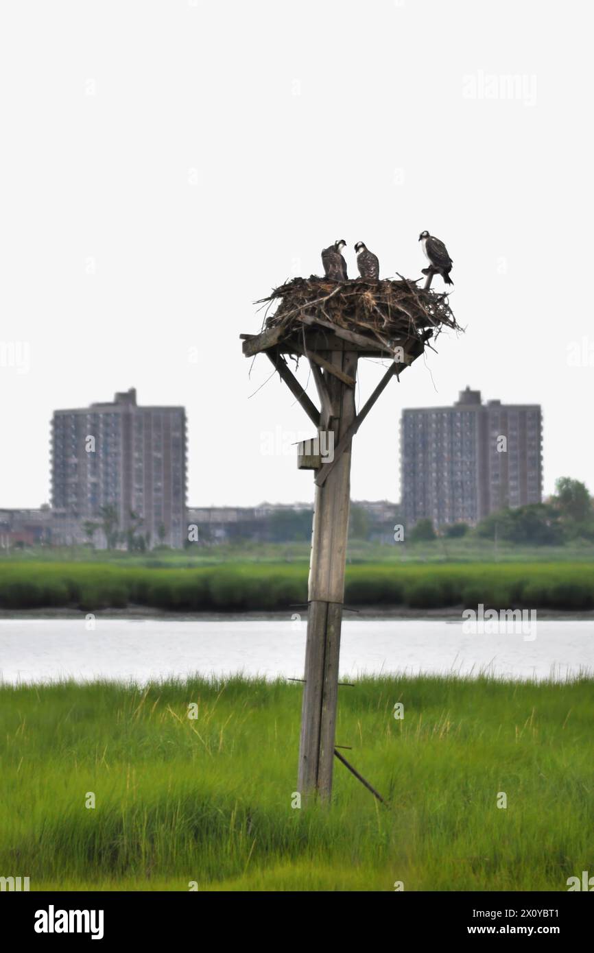 Tre falde pescatori (Pandion Haliaetus) in un nido vicino a New York City (Jamaica Bay Wildlife Refuge) con due grattacieli sullo sfondo, Foto Stock