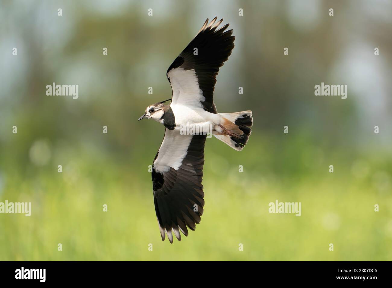 Lapwing settentrionale, Vanellus vanellus Foto Stock