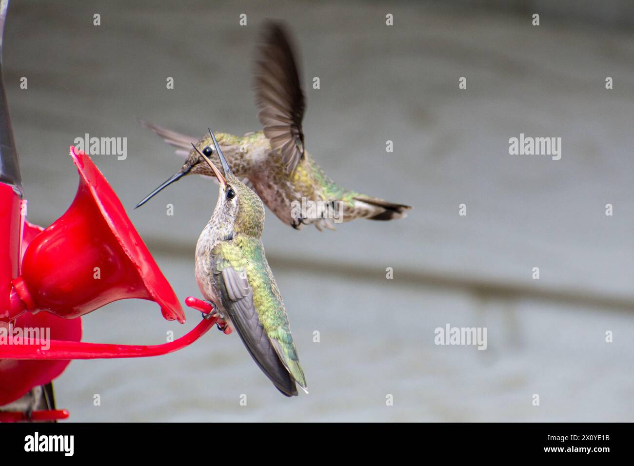 Due colibrì di Anna (Calypte anna) combattono contro un alimentatore di colibrì nel sud della California. Foto Stock