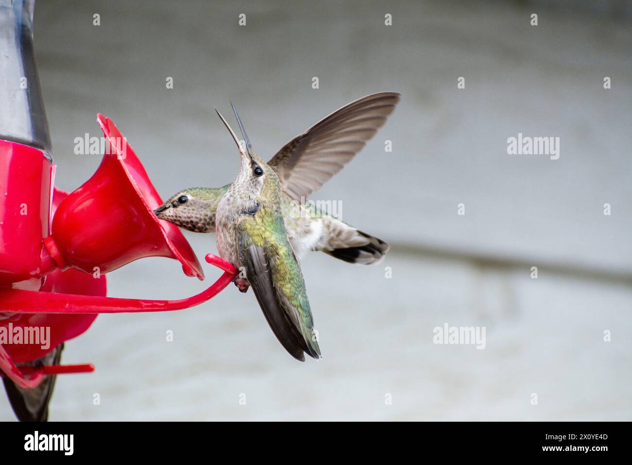 Una femmina di colibrì di Anna (Calypte anna) beve un drink mentre un'altra protesta contro un mangiatoia di colibrì nella California meridionale. Foto Stock