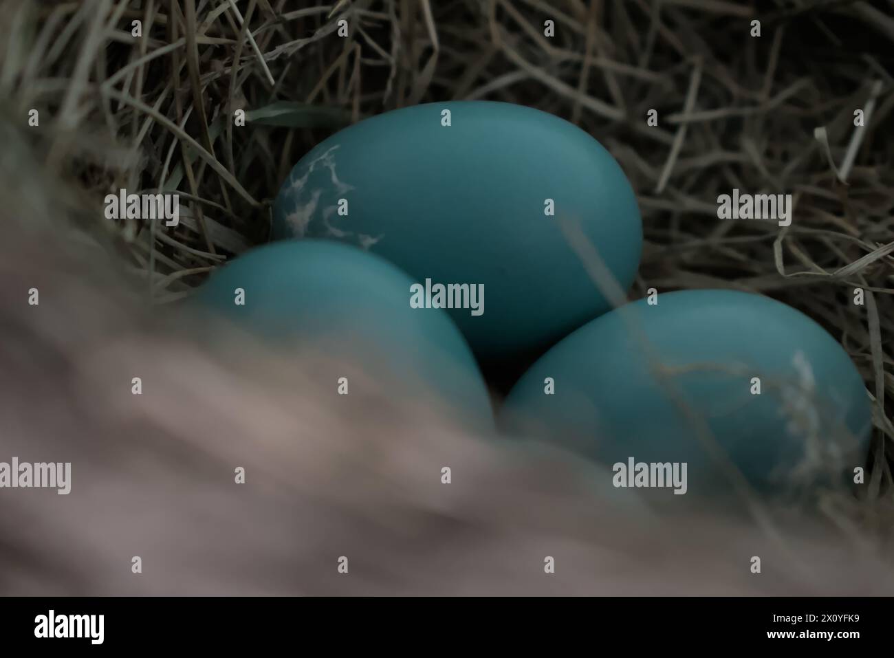 Primo piano di tre uova di uccello blu sedute in un nido Foto Stock