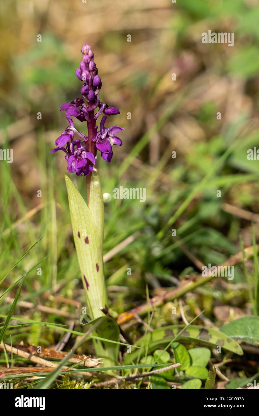 Orchidea viola primitiva che cresce su un banco erboso Foto Stock