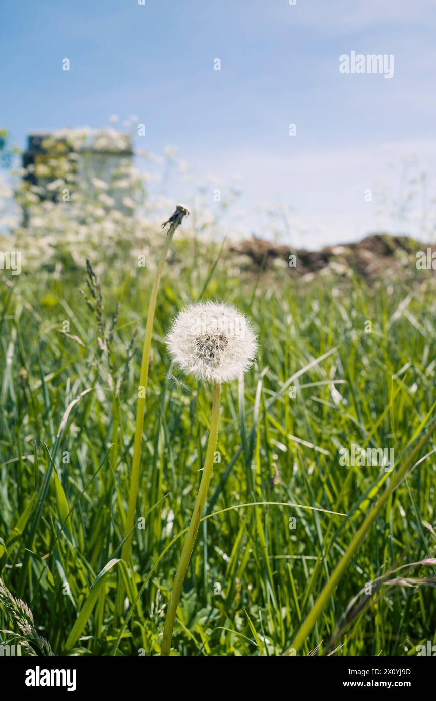 Un dente di leone dopo la fioritura. Realville o Pol's Walks. Cammina tra i villaggi di Realville e le bourg. Patricia Huchot-Boissier / Collectif DyF Foto Stock