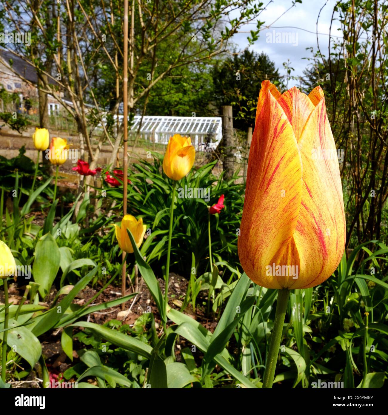 Un tulipano variegato in un giardino di campagna inglese in primavera Foto Stock