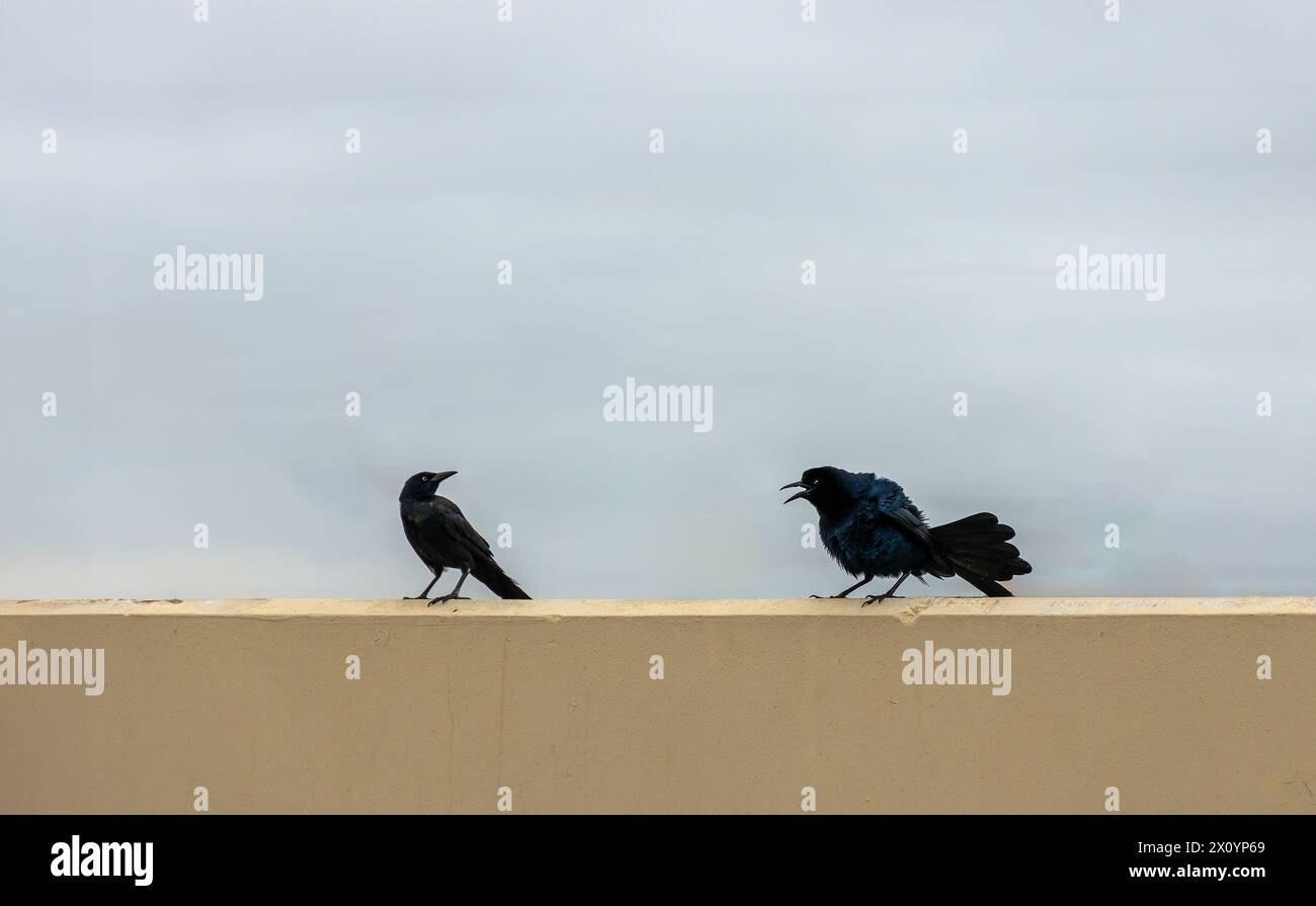 Due Great Tailed Grackles o Mexican Grackles Foto Stock