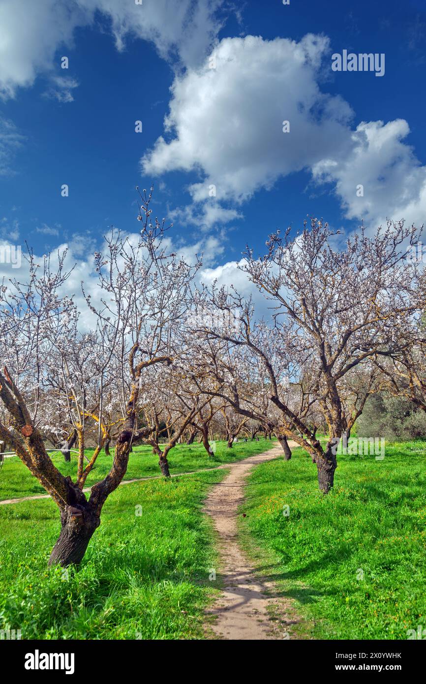 Mandorli in primavera al Parco Syggrou, nel distretto di Kifisia ad Atene, Grecia, Europa. Foto Stock
