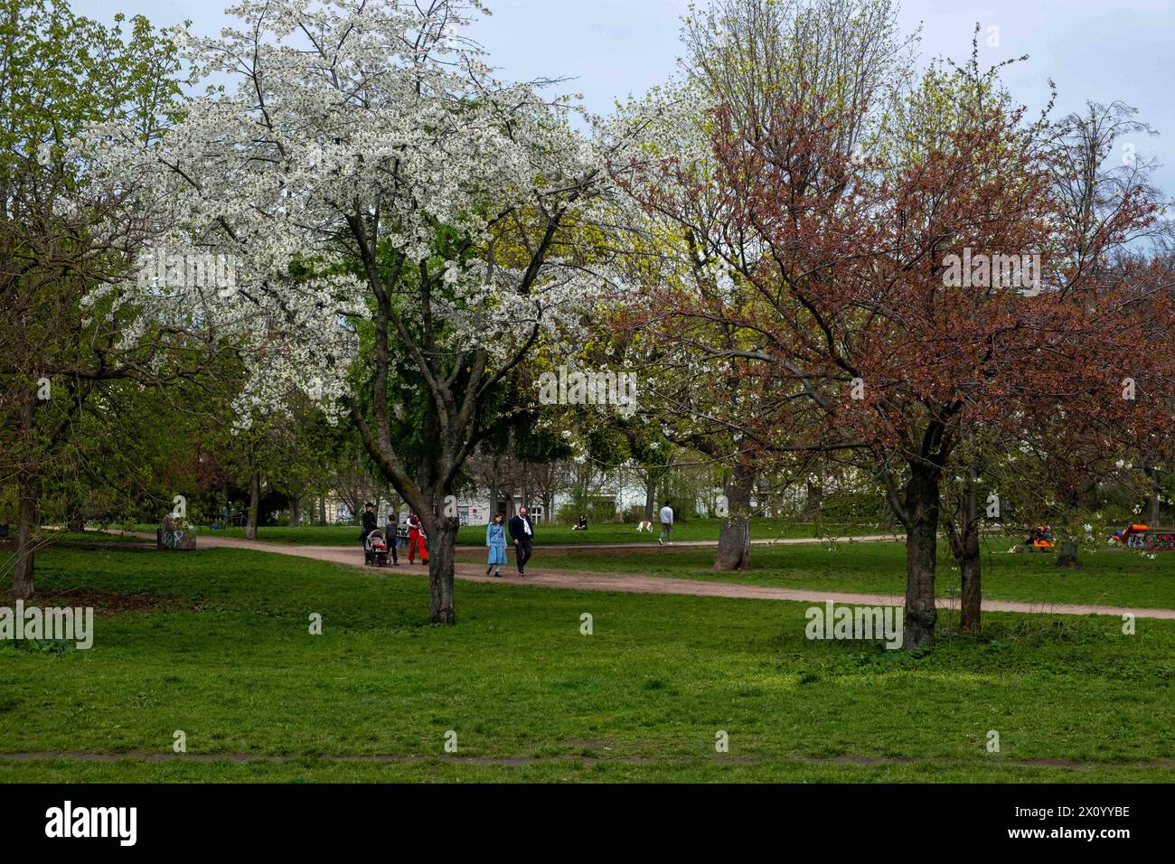 Spaziergänger an einem Frühlingstags auf dem Falkplatz nahe dem Berliner Mauerpark. / Camminate a Falkplatz vicino al Mauerpark di Berlino in un giorno di primavera. Frühling a Berlino *** escursioni a Falkplatz vicino al Mauerpark di Berlino in una giornata primaverile escursioni a Falkplatz vicino al Mauerpark di Berlino in una giornata primaverile Primavera a Berlino S-P202404011012.jpg Foto Stock