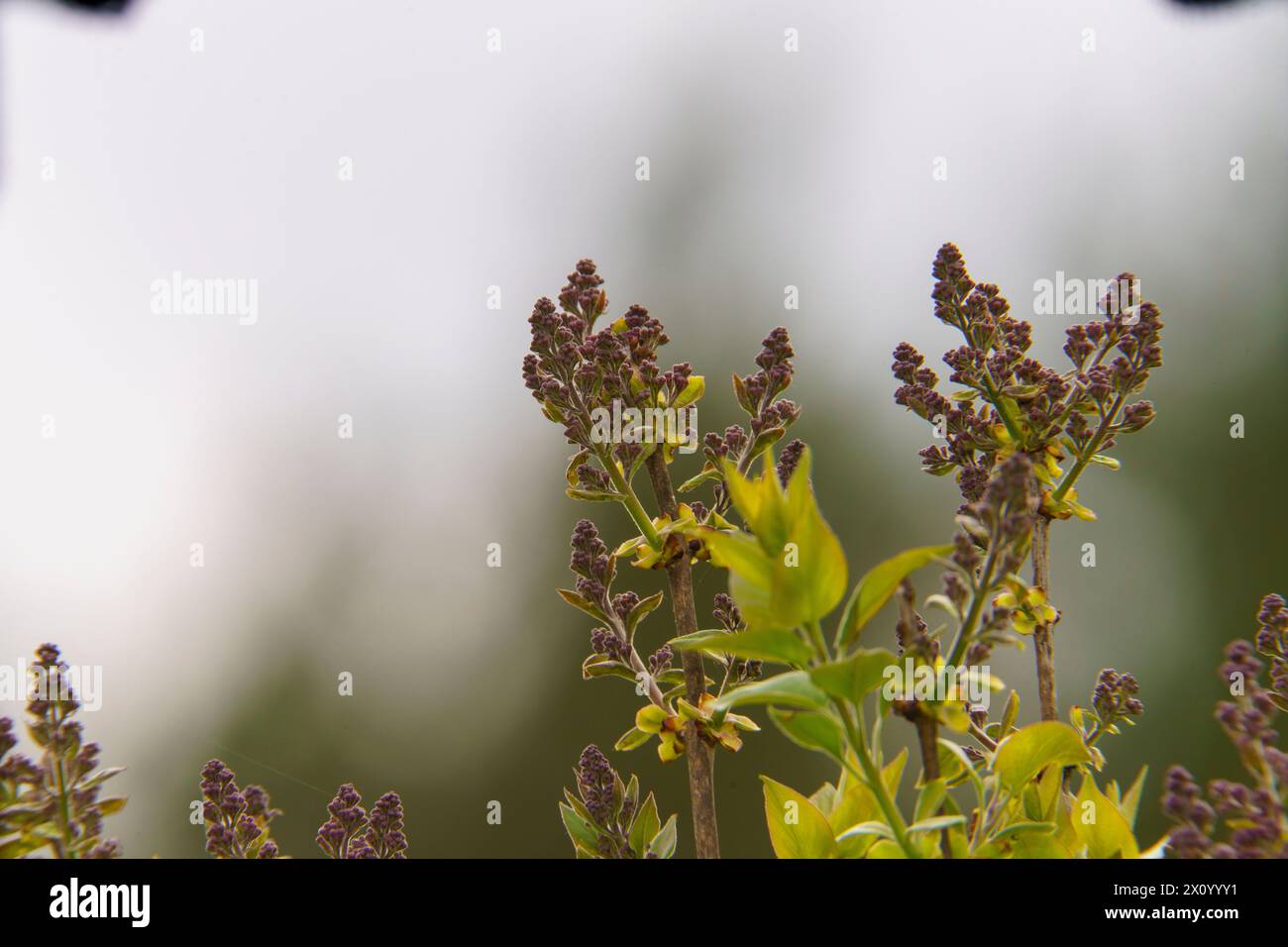 Albero di lilla Syylan - carta da parati per foto floreali Foto Stock